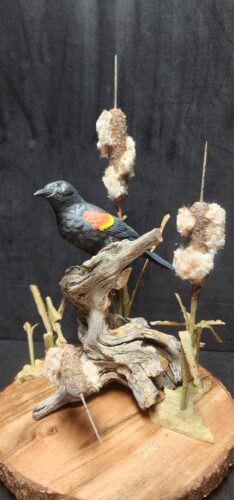 Red-Winged Blackbird, titled “Cattail King”. Making the exploded cattails was an experience in and of itself!